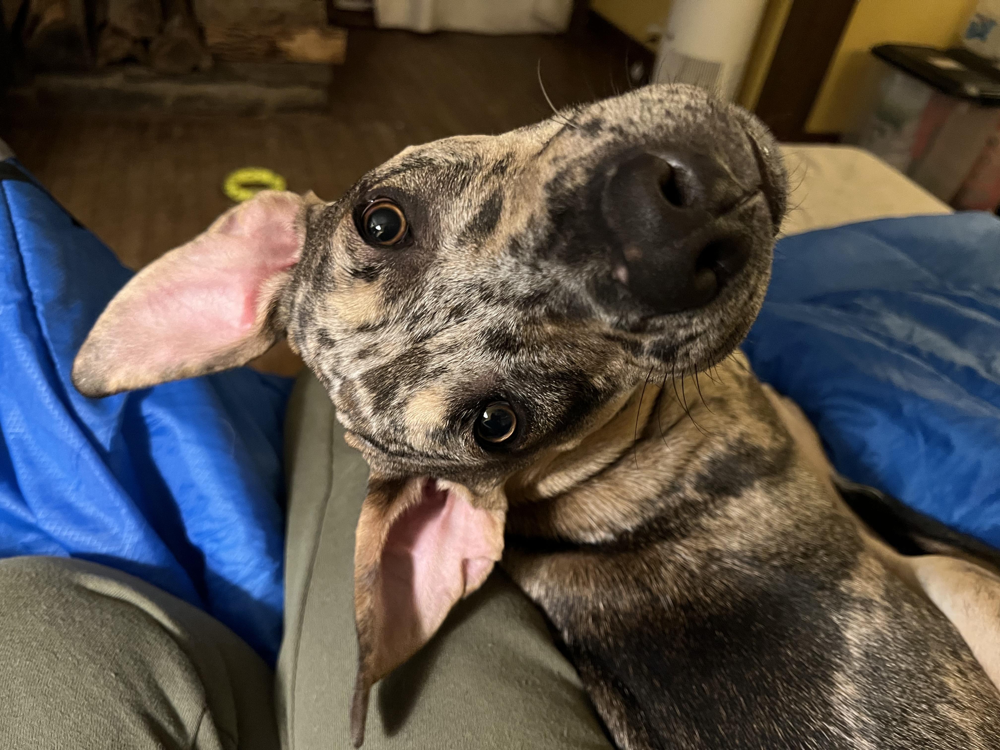 Finley, adoptable, Young Male Mixed Breed.