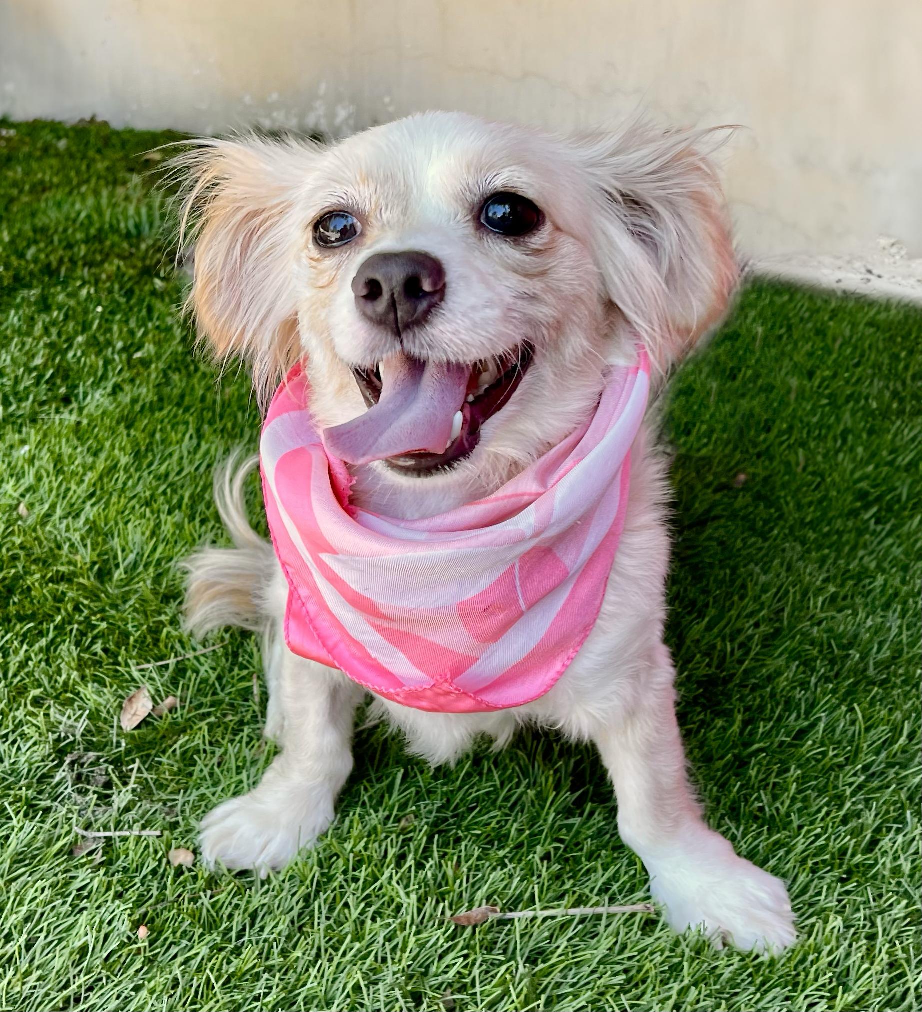 Enlarge SKYE, a Adopted Chihuahua in Rowland Heights, CA image 2/4