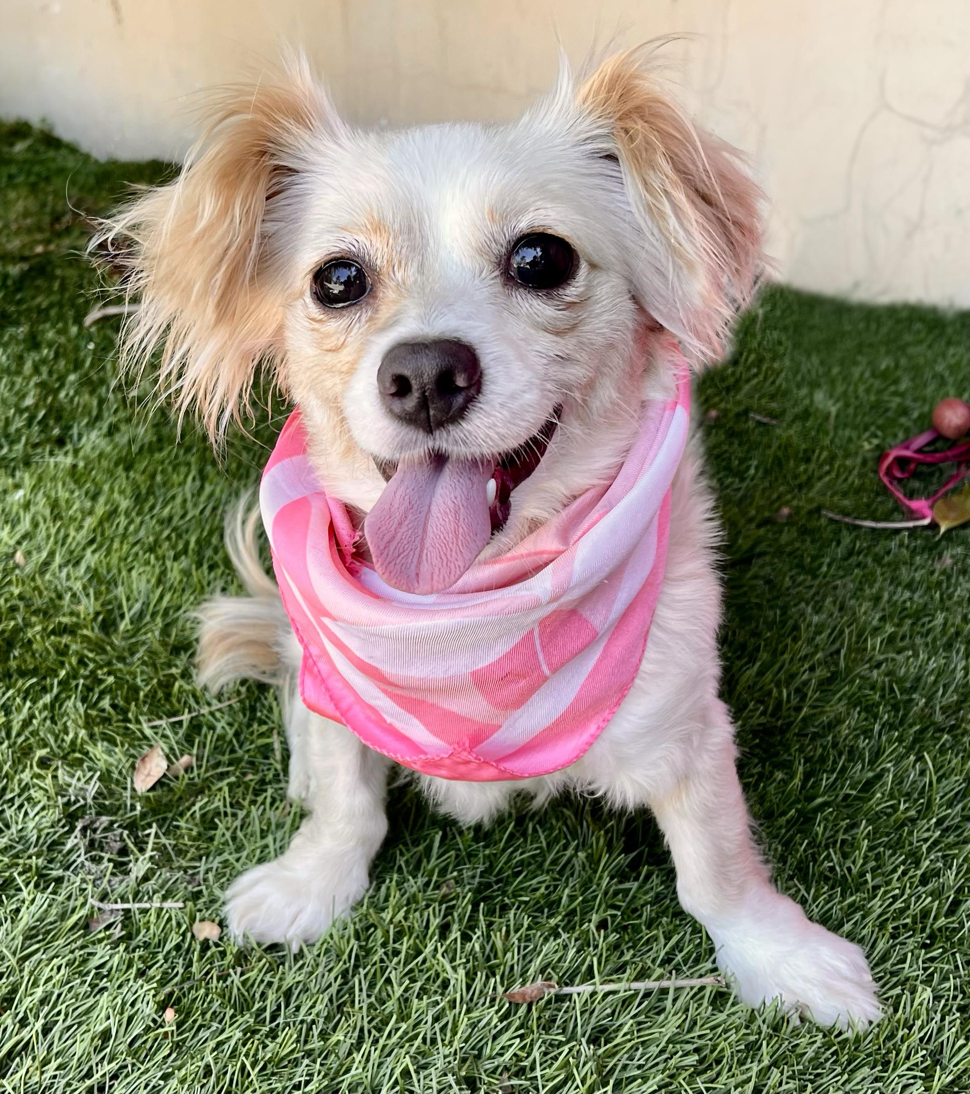 SKYE, Adopted, Young Female Chihuahua.