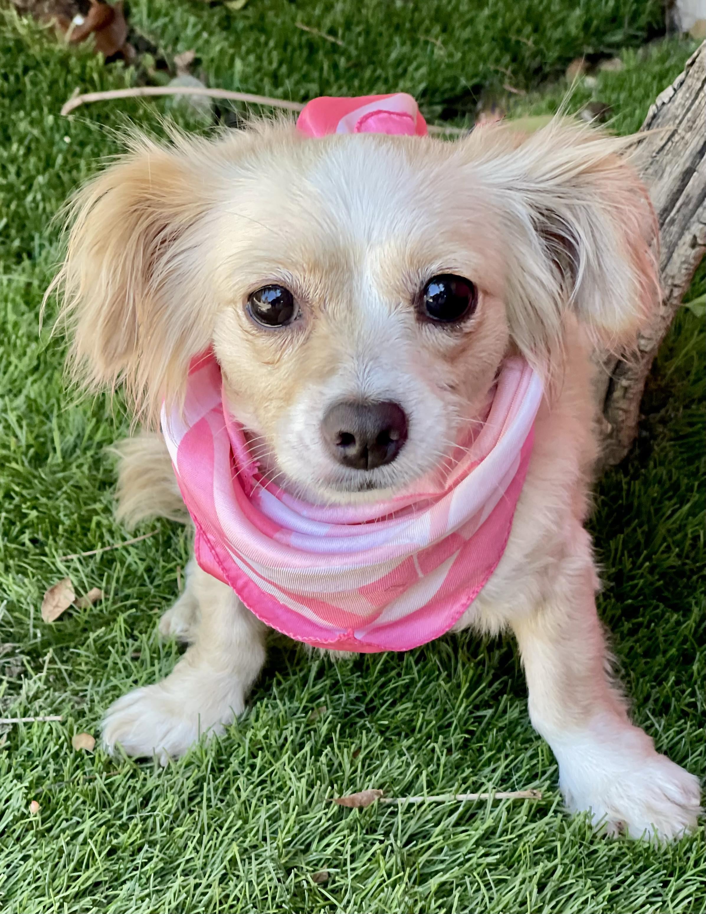 Enlarge SKYE, a Adopted Chihuahua in Rowland Heights, CA image 4/4