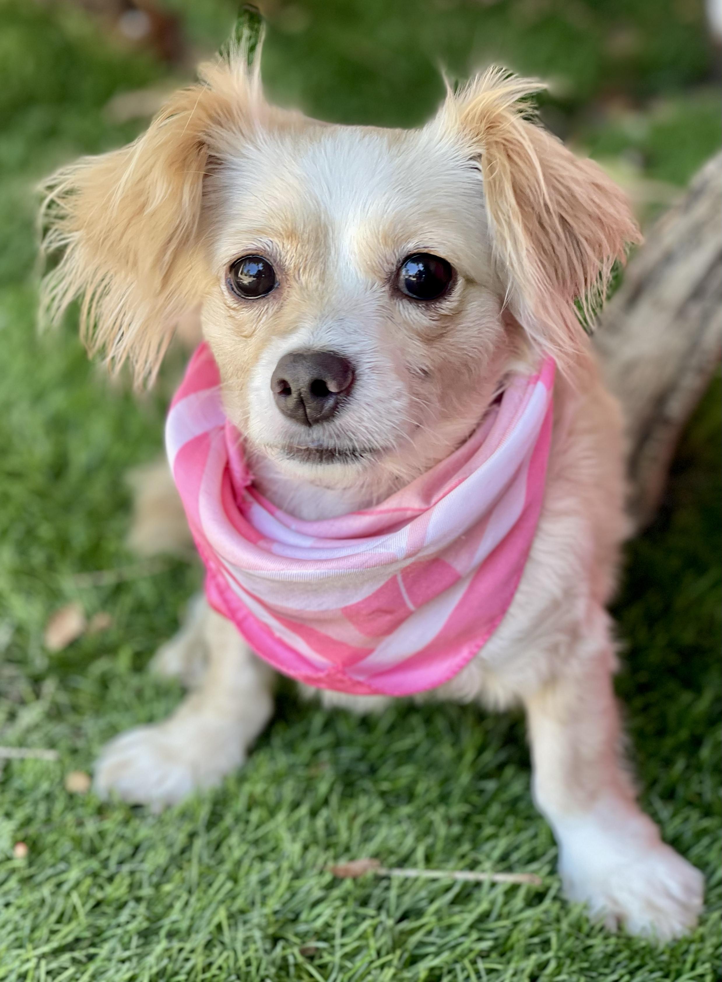 Enlarge SKYE, a Adopted Chihuahua in Rowland Heights, CA image 3/4