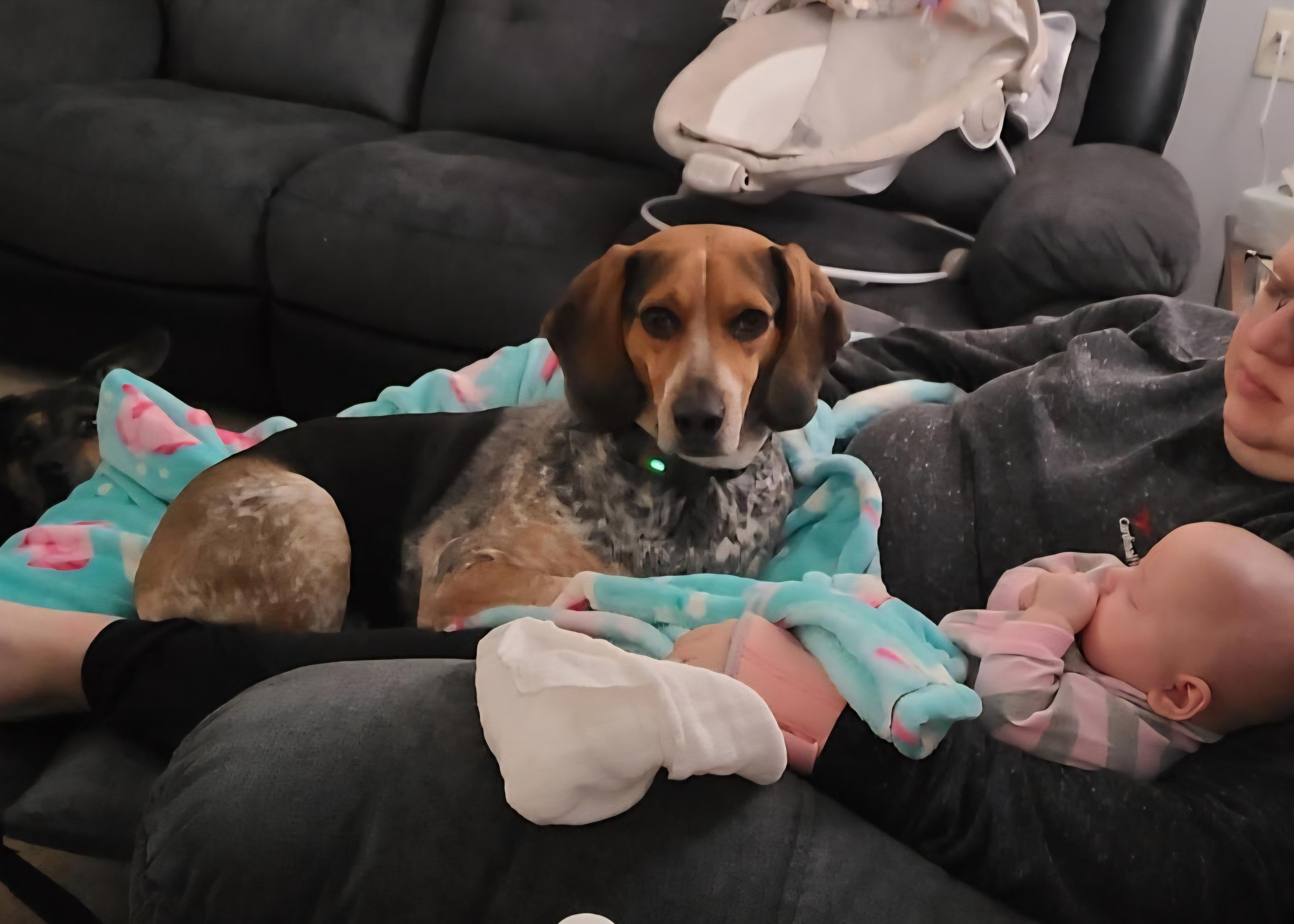 Stanley (courtesy post), a Adoptable mixed breed in Powell, OH image 2/6