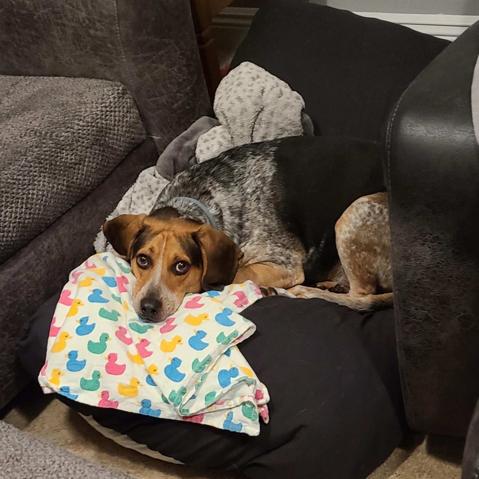 Enlarge Stanley (courtesy post), a Adoptable mixed breed in Powell, OH image 1/6