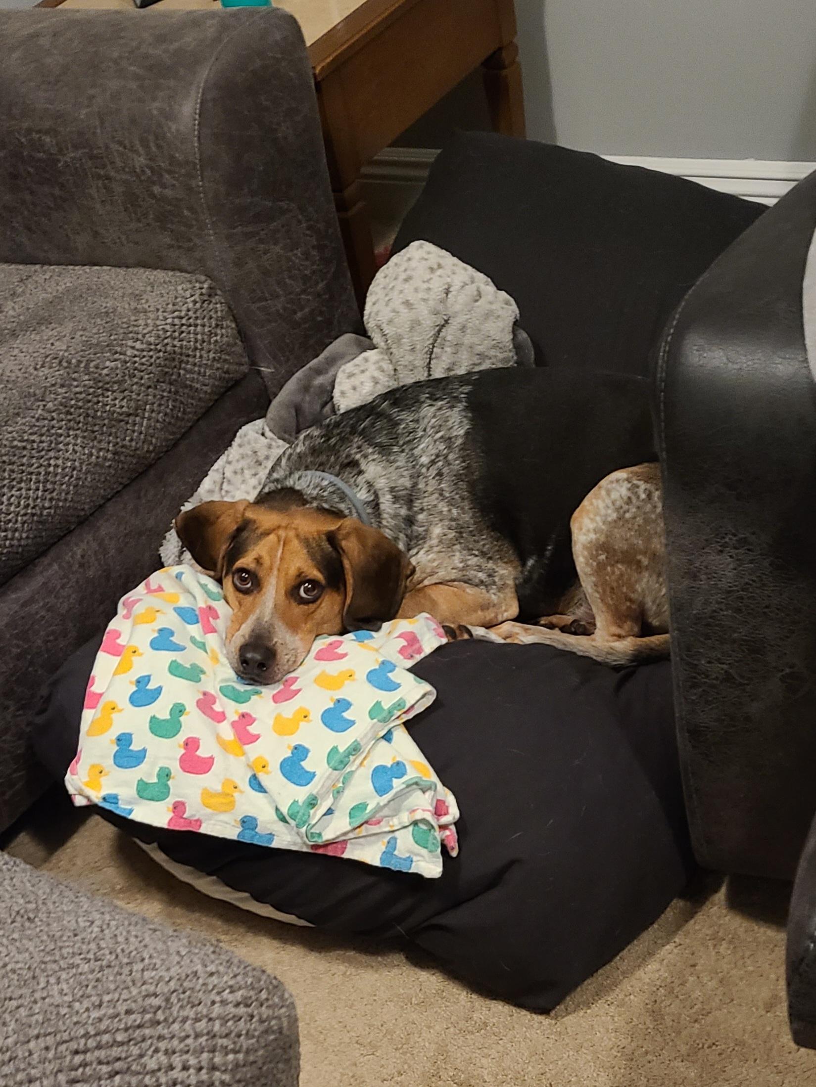 Stanley (courtesy post), a Adoptable mixed breed in Powell, OH image 3/6