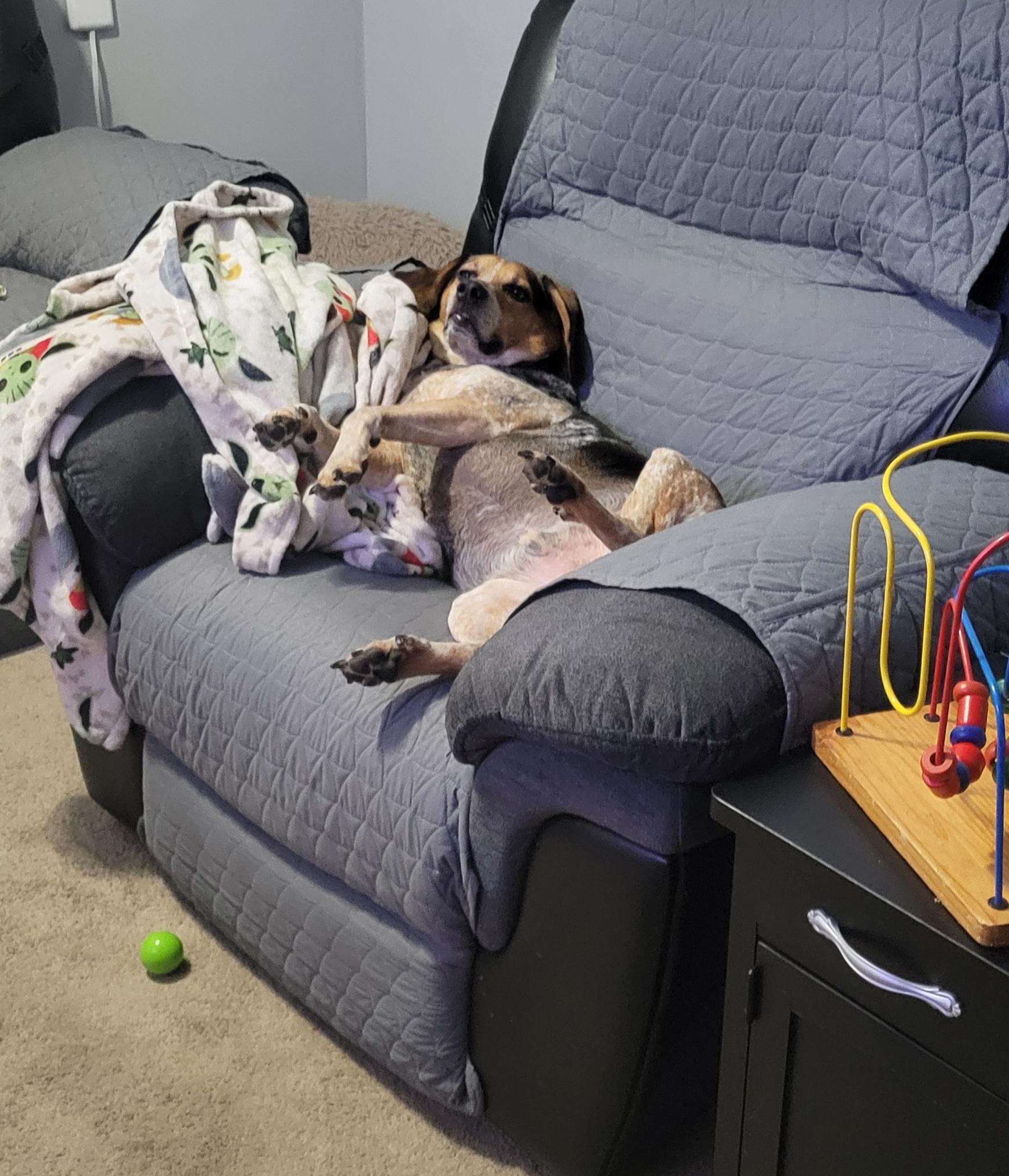 Stanley (courtesy post), a Adoptable mixed breed in Powell, OH image 4/6