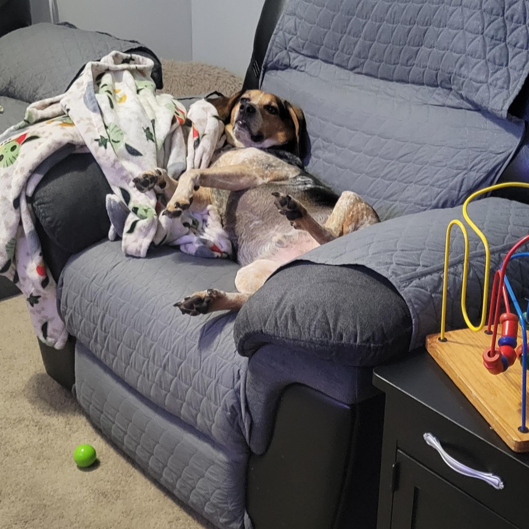 Enlarge Stanley (courtesy post), a Adoptable mixed breed in Powell, OH image 4/6