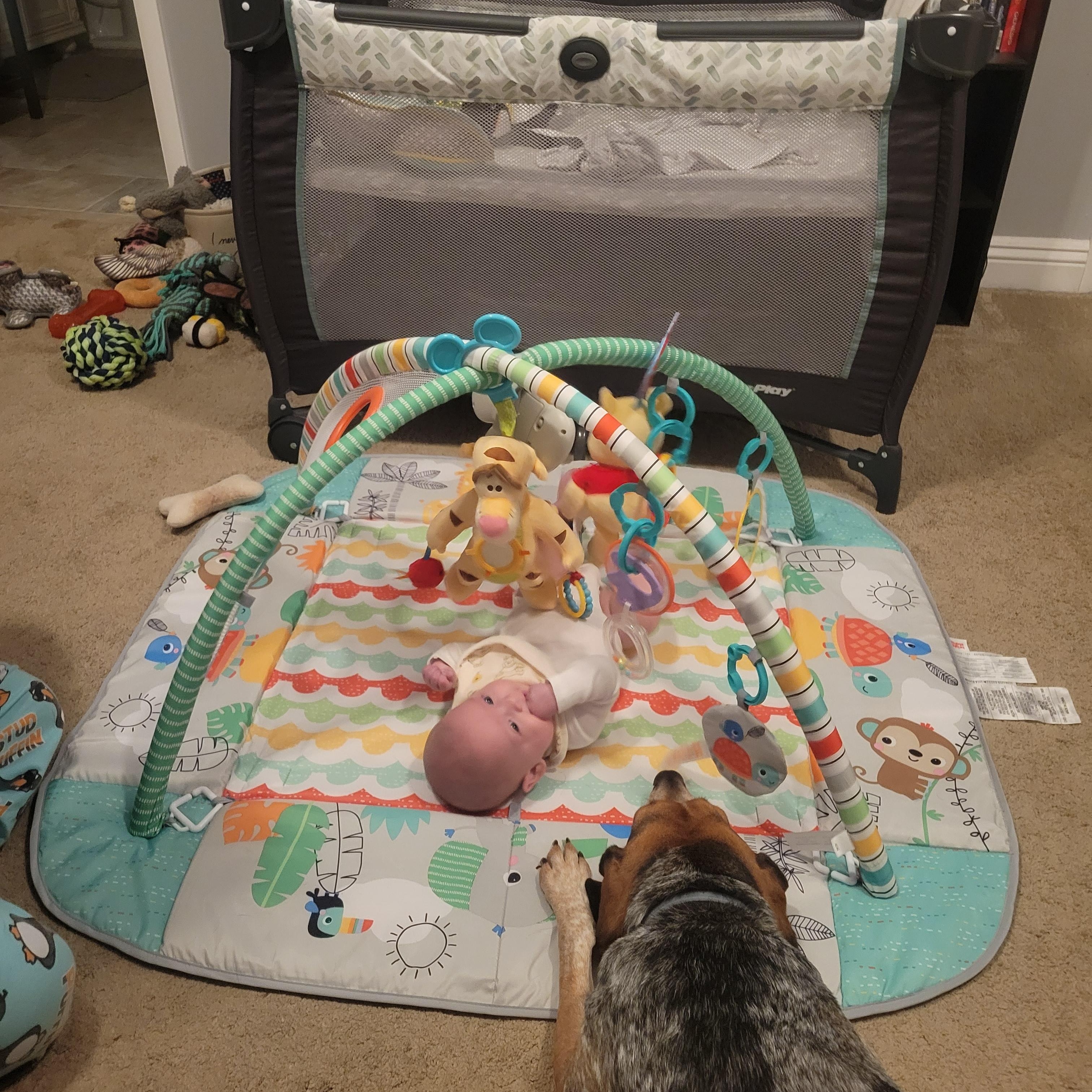 Enlarge Stanley (courtesy post), a Adoptable mixed breed in Powell, OH image 5/6