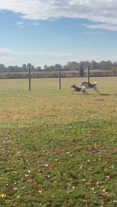 Enlarge Stanley (courtesy post), a Adoptable mixed breed in Powell, OH video 6/6
