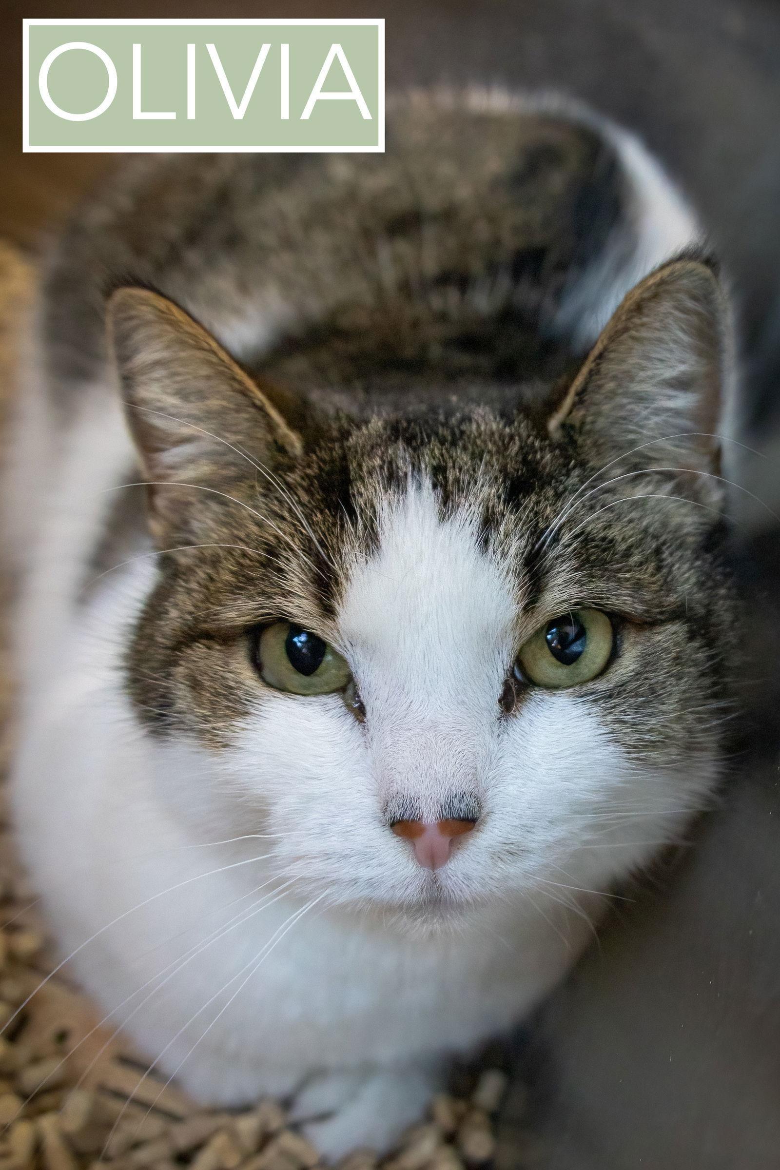 Olivia (FCID# 01/29/2026 - 4 Middletown PS), Adopted, Young Female Domestic Short Hair & Tabby.
