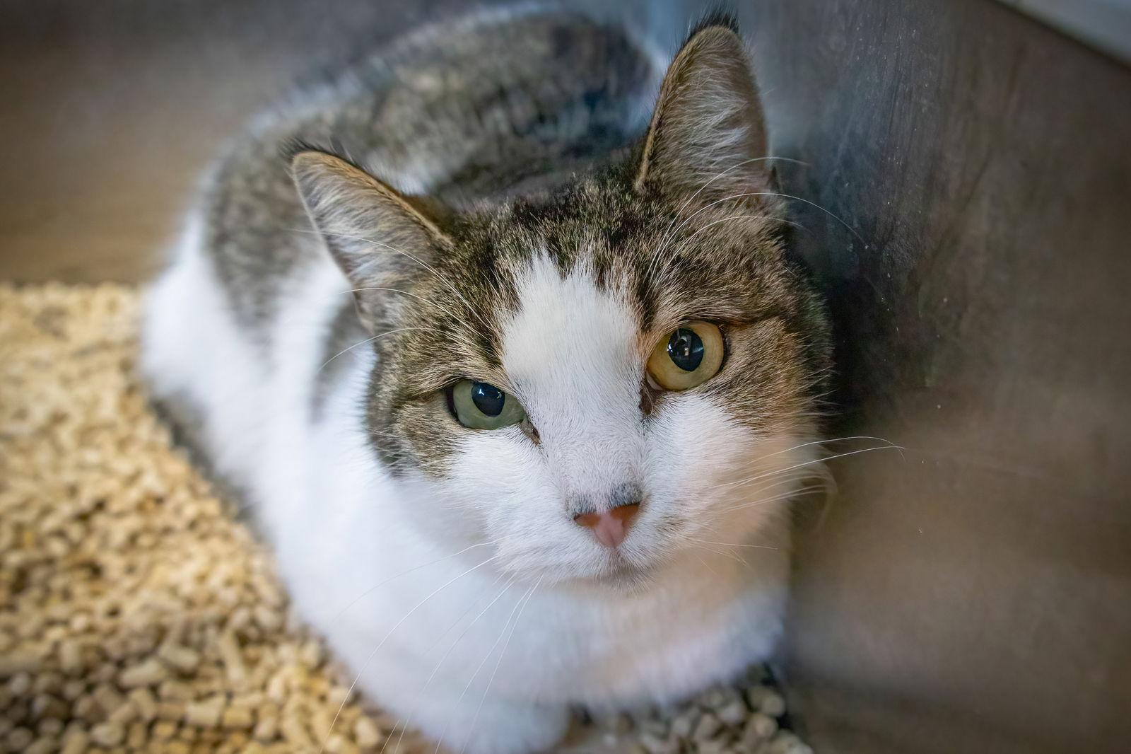 Olivia (FCID# 01/29/2026 - 4 Middletown PS), a Adopted mixed breed in Greenville, DE image 3/3