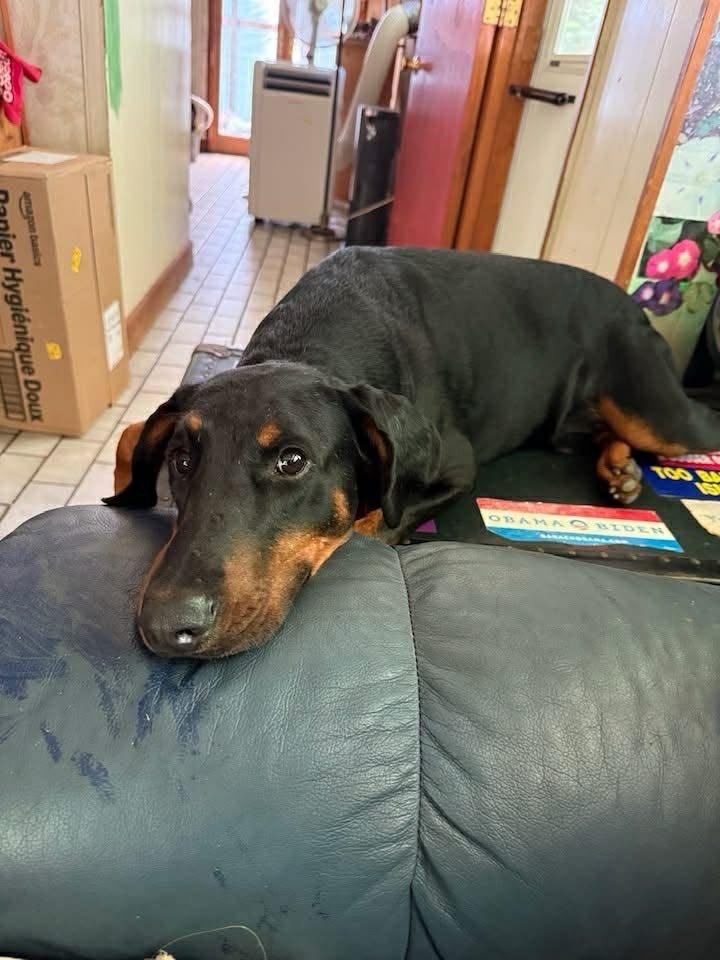 Enlarge Thor, a ADOPTABLE Doberman Pinscher in Fleetwood, PA image 3/4