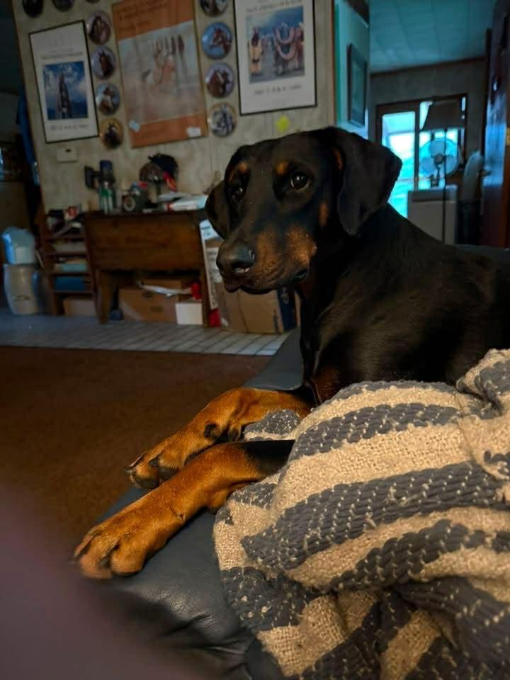 Enlarge Thor, a ADOPTABLE Doberman Pinscher in Fleetwood, PA image 1/4