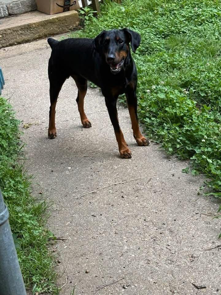 Enlarge Thor, a ADOPTABLE Doberman Pinscher in Fleetwood, PA image 4/4