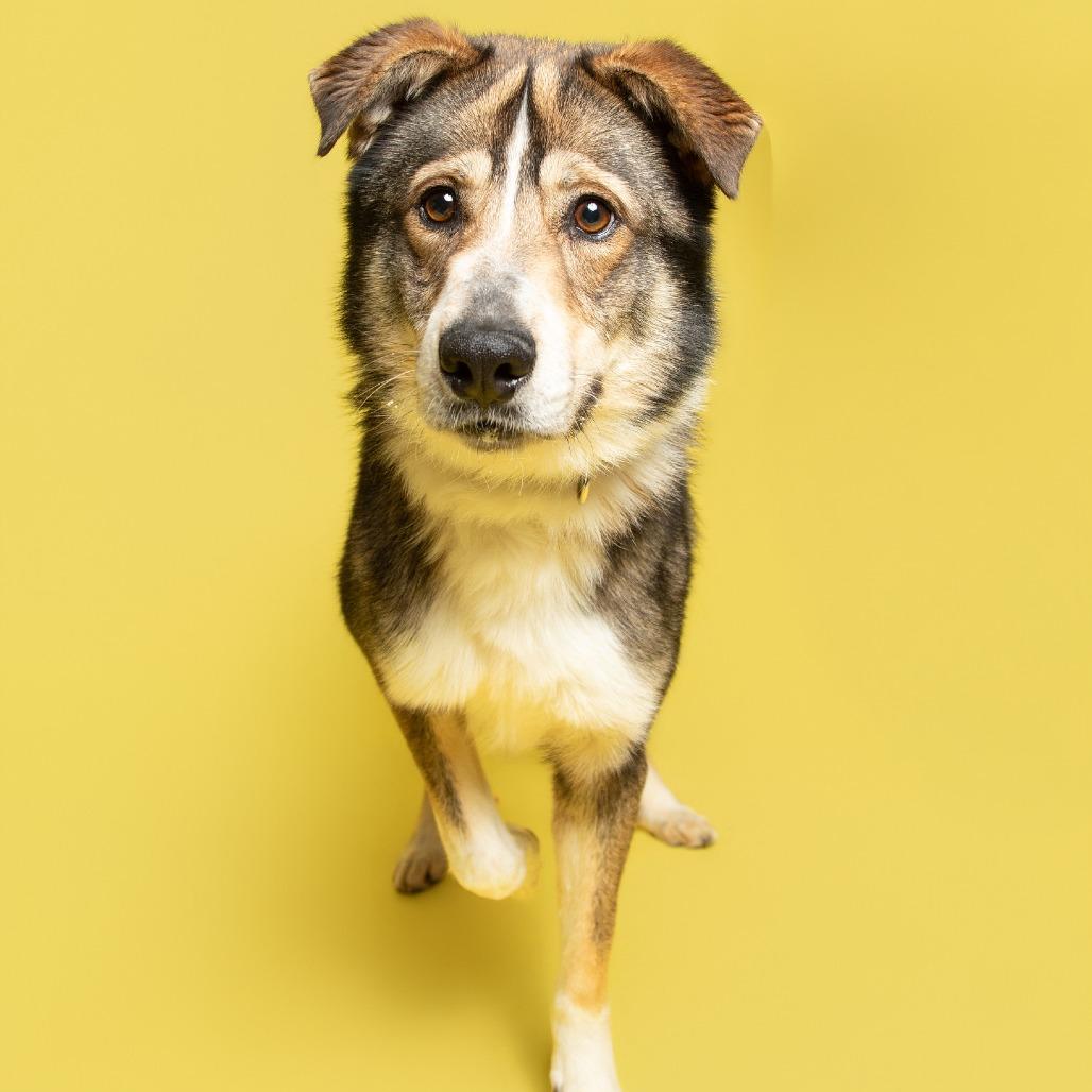 Curly, Adoptable, Adult Male Mixed Breed.