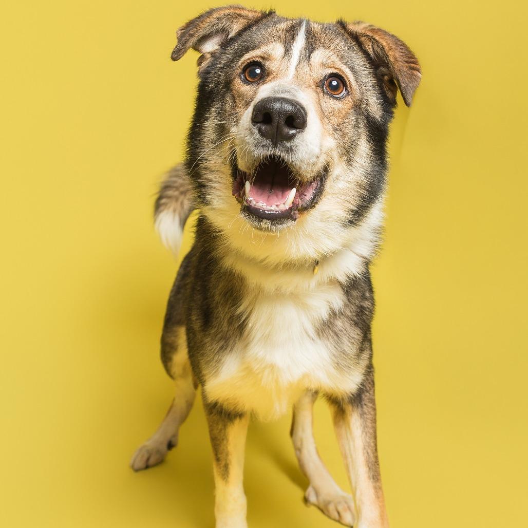 Enlarge Curly, a Adoptable Mixed Breed in Batavia, OH image 2/6