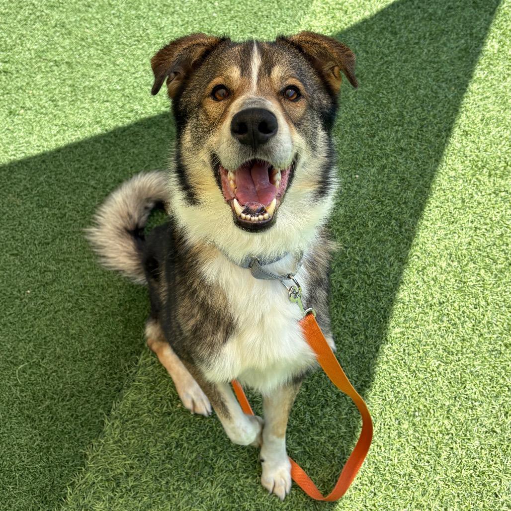 Enlarge Curly, a Adoptable Mixed Breed in Batavia, OH image 3/6