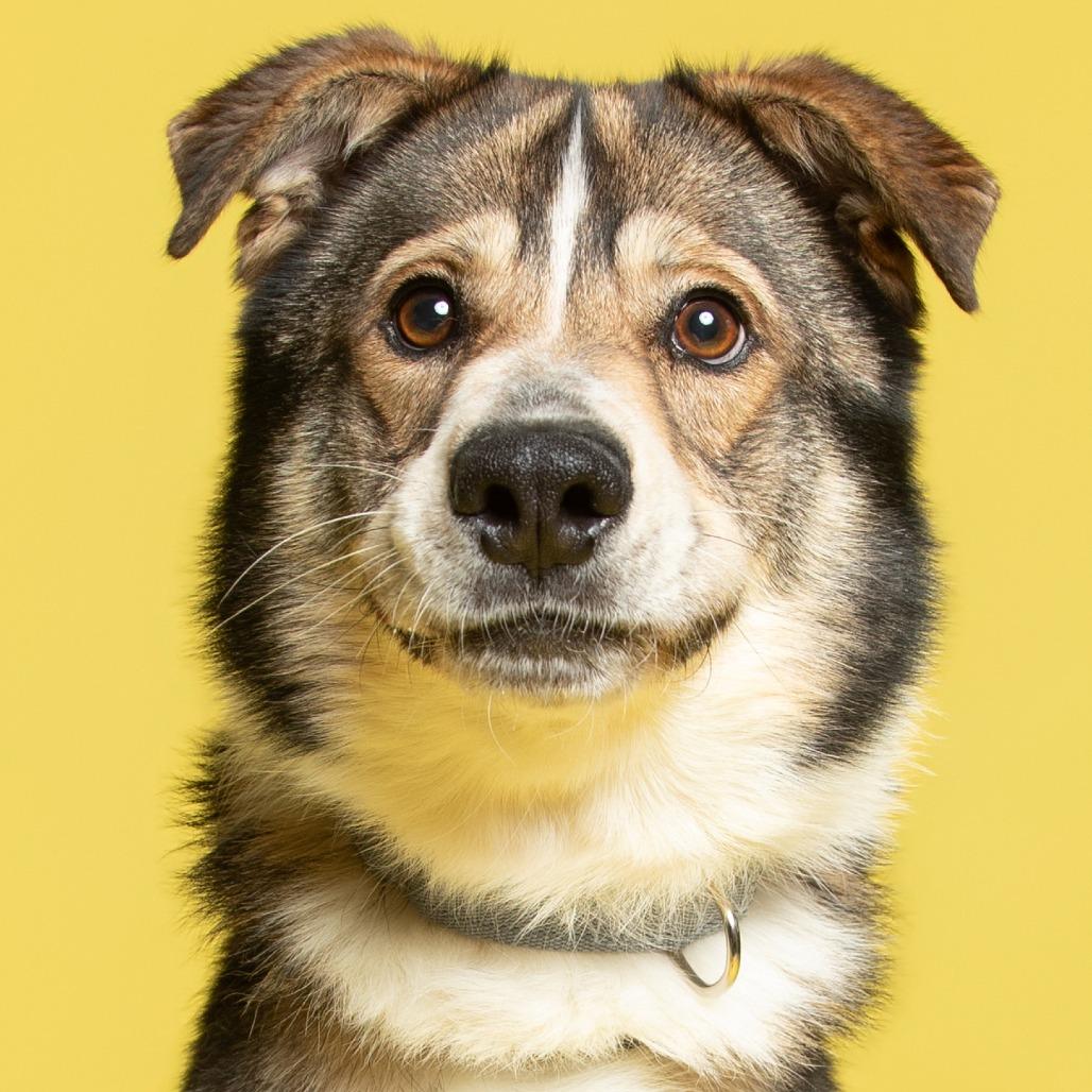 Enlarge Curly, a Adoptable Mixed Breed in Batavia, OH image 3/6