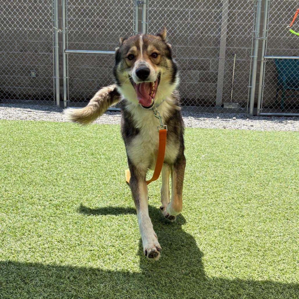 Enlarge Curly, a Adoptable Mixed Breed in Batavia, OH image 4/6