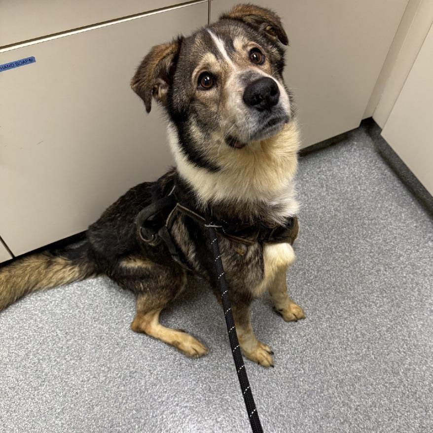 Enlarge Curly, a Adoptable Mixed Breed in Batavia, OH image 5/6