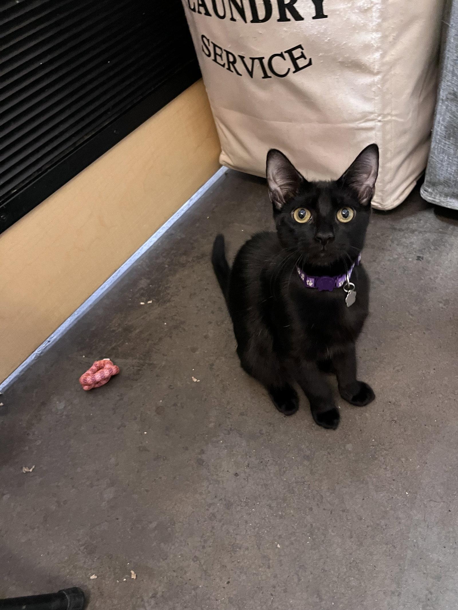 Enlarge Jolene, a Adoptable Domestic Short Hair in Scottsdale, AZ image 1/3
