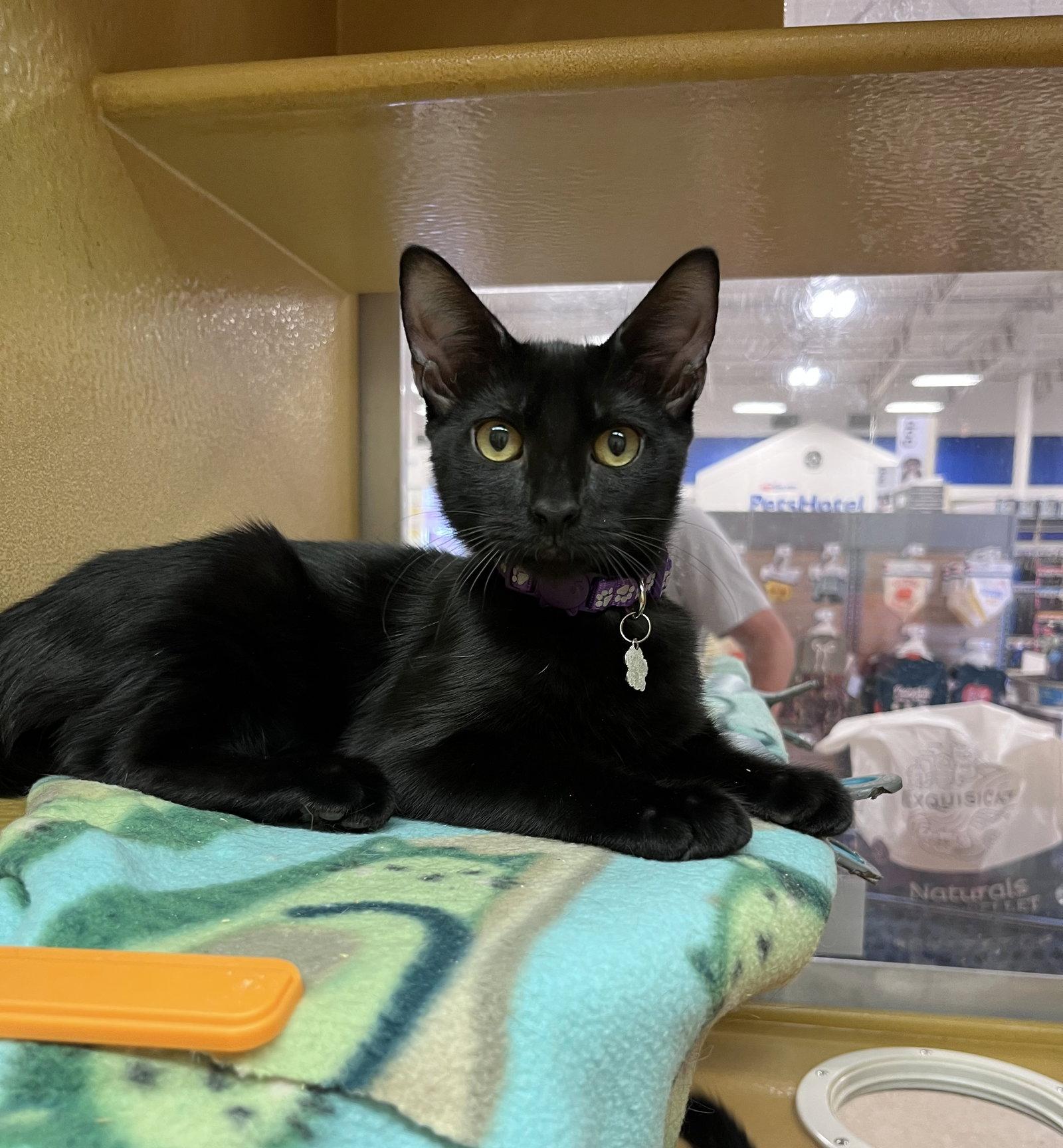 Enlarge Jolene, a Adoptable Domestic Short Hair in Scottsdale, AZ image 2/3