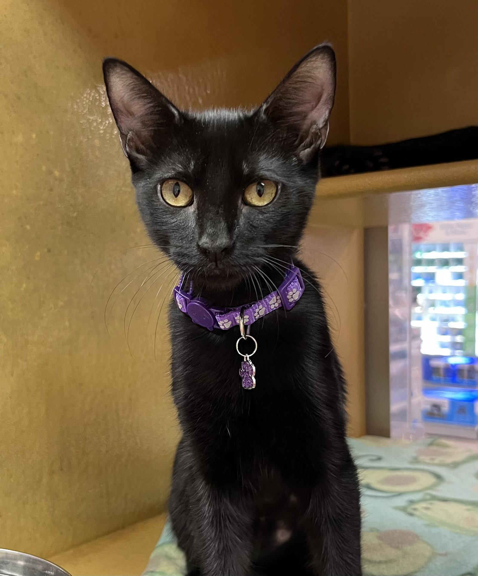 Enlarge Jolene, a Adoptable Domestic Short Hair in Scottsdale, AZ image 3/3