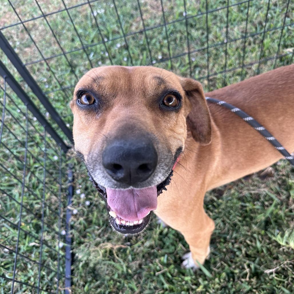 Enlarge Gunner, a Adoptable Black Mouth Cur in Lake Jackson, TX image 1/1