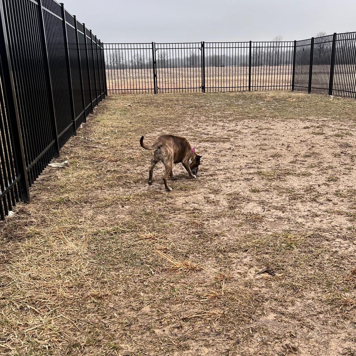 Mija (Me-Ha) — thumbnail 3