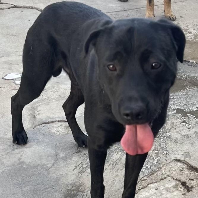 LUCAS, Adoptable, Young Male Cane Corso & Rottweiler.