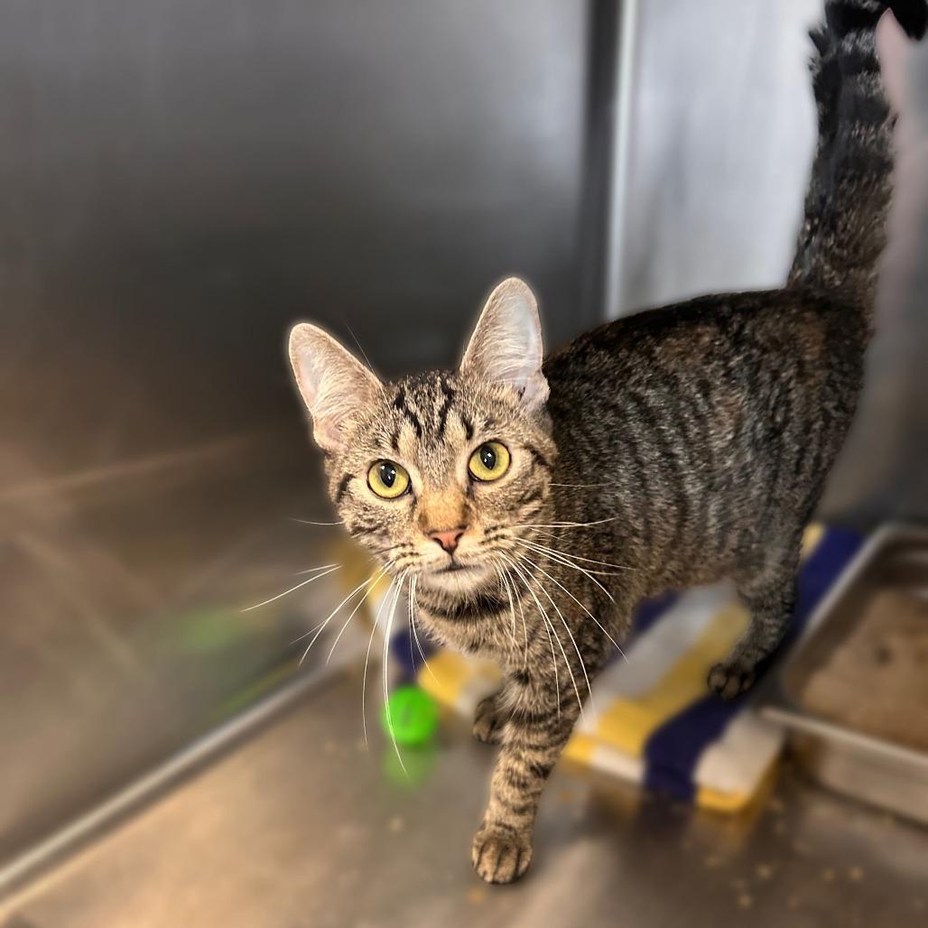 Billy, Adoptable, Young Female Domestic Short Hair.