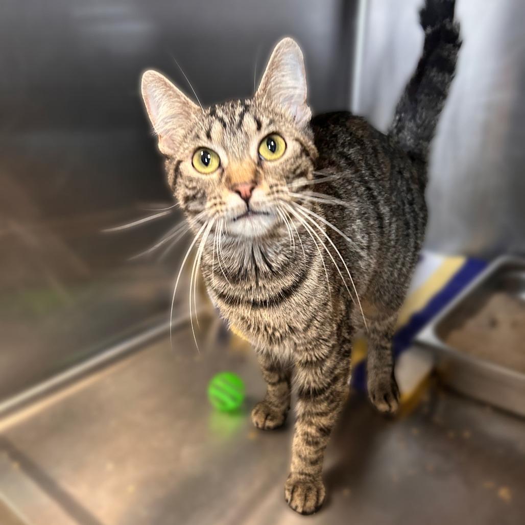 Enlarge Billy, a Adoptable Domestic Short Hair in Davenport, IA image 2/6