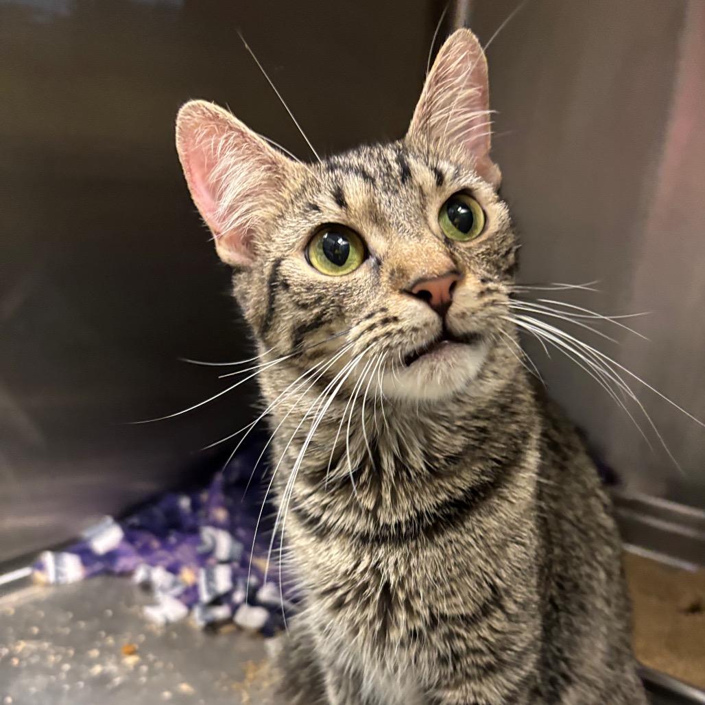 Enlarge Billy, a Adoptable Domestic Short Hair in Davenport, IA image 3/6