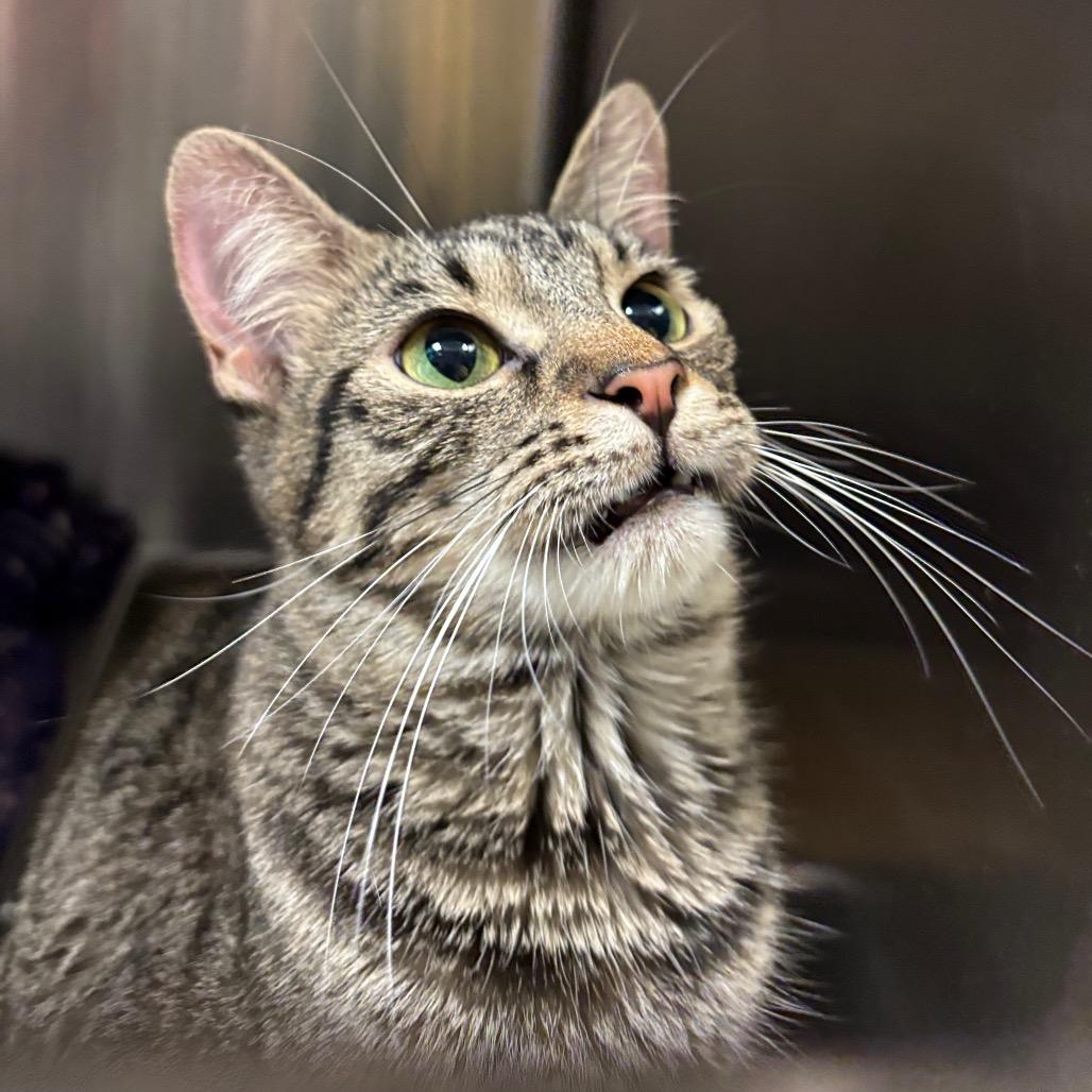Enlarge Billy, a Adoptable Domestic Short Hair in Davenport, IA image 4/6