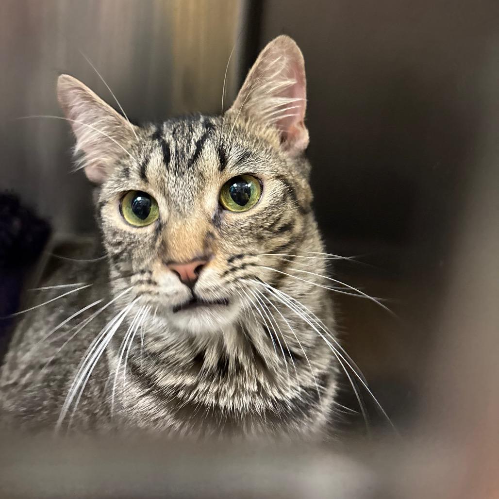 Enlarge Billy, a Adoptable Domestic Short Hair in Davenport, IA image 5/6