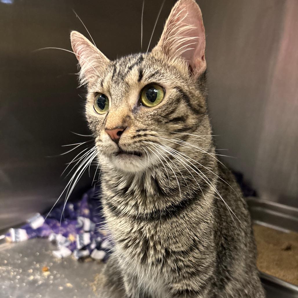 Enlarge Billy, a Adoptable Domestic Short Hair in Davenport, IA image 6/6