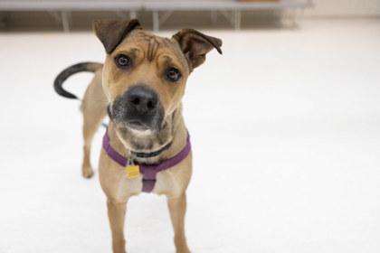 Almond Joy, Adoptable, Adult Female Mixed Breed & Mixed Breed.