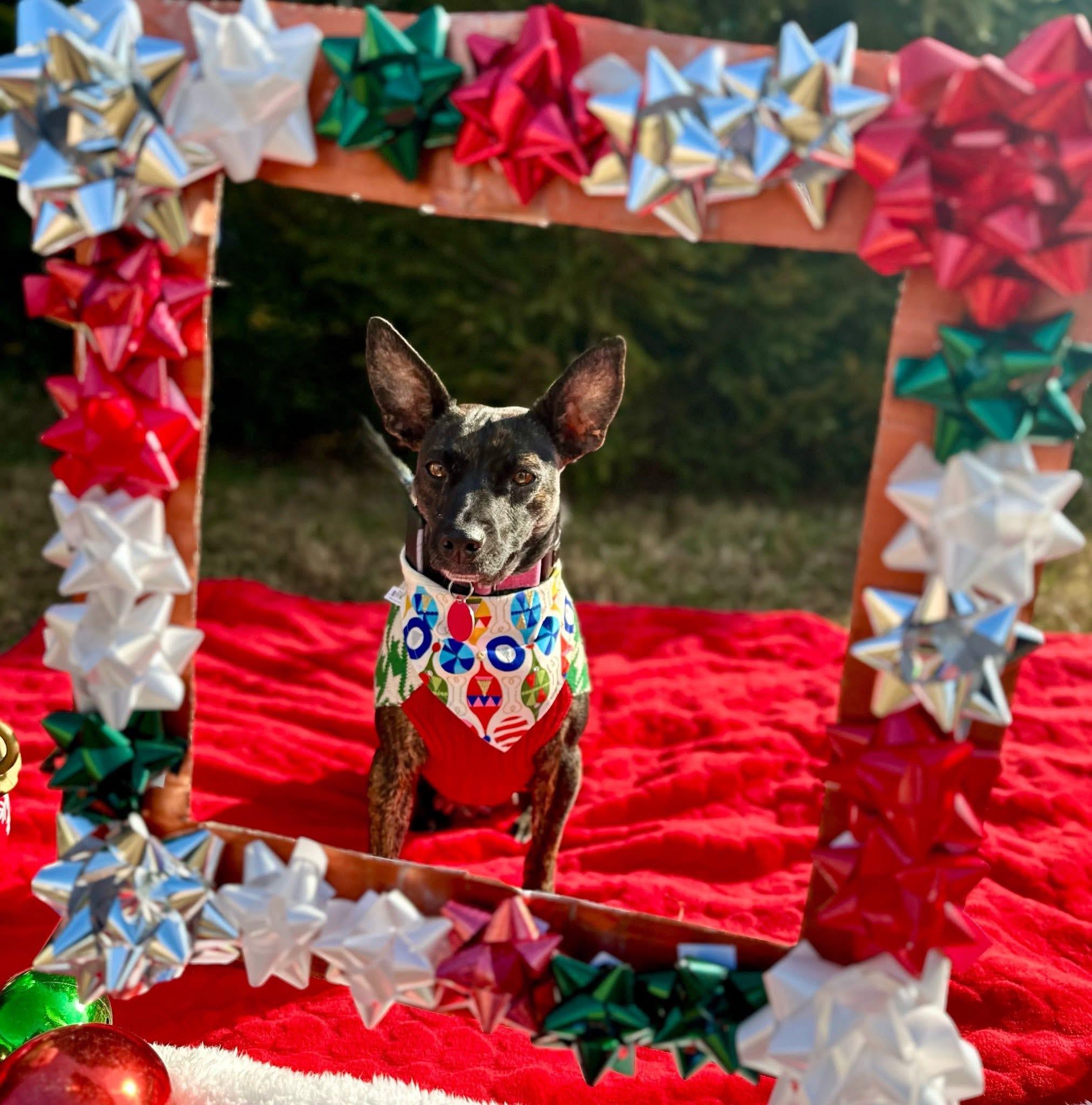 Enlarge Louise(Wheezy), a Adoptable mixed breed in Avondale, PA image 2/6