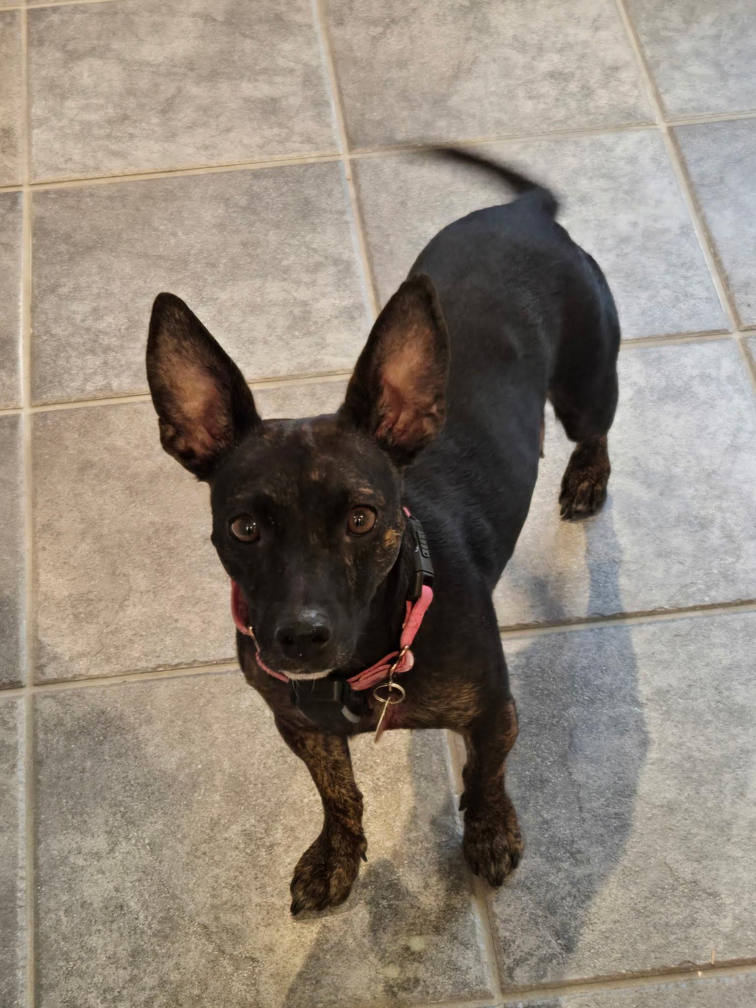 Enlarge Louise(Wheezy), a Adoptable mixed breed in Avondale, PA image 3/6