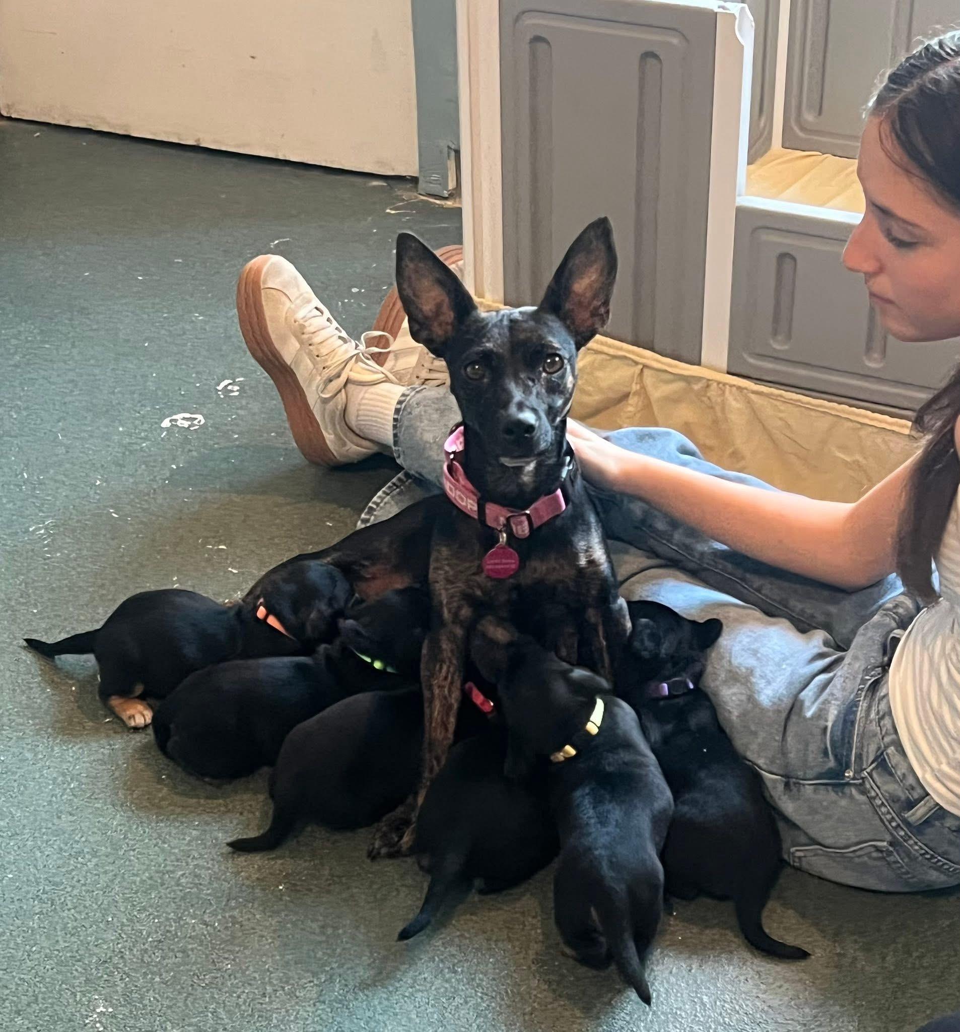 Enlarge Louise(Wheezy), a Adoptable mixed breed in Avondale, PA image 4/6