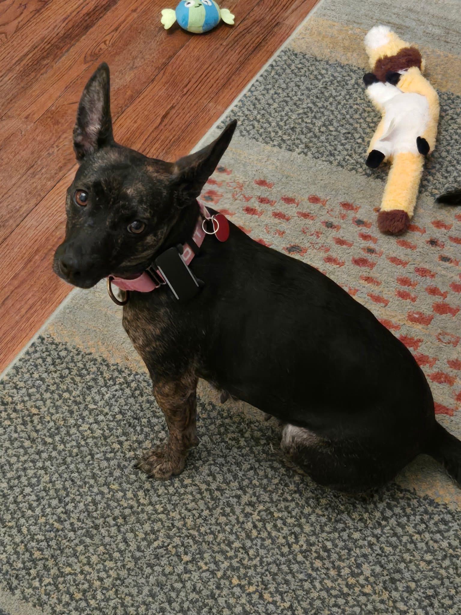 Louise(Wheezy), Adoptable, Young Female Miniature Pinscher.