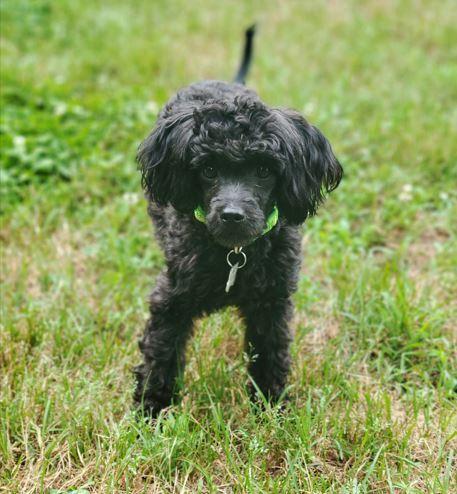 Enlarge Charlotte, a Adopted Poodle in Mocksville, NC image 1/1