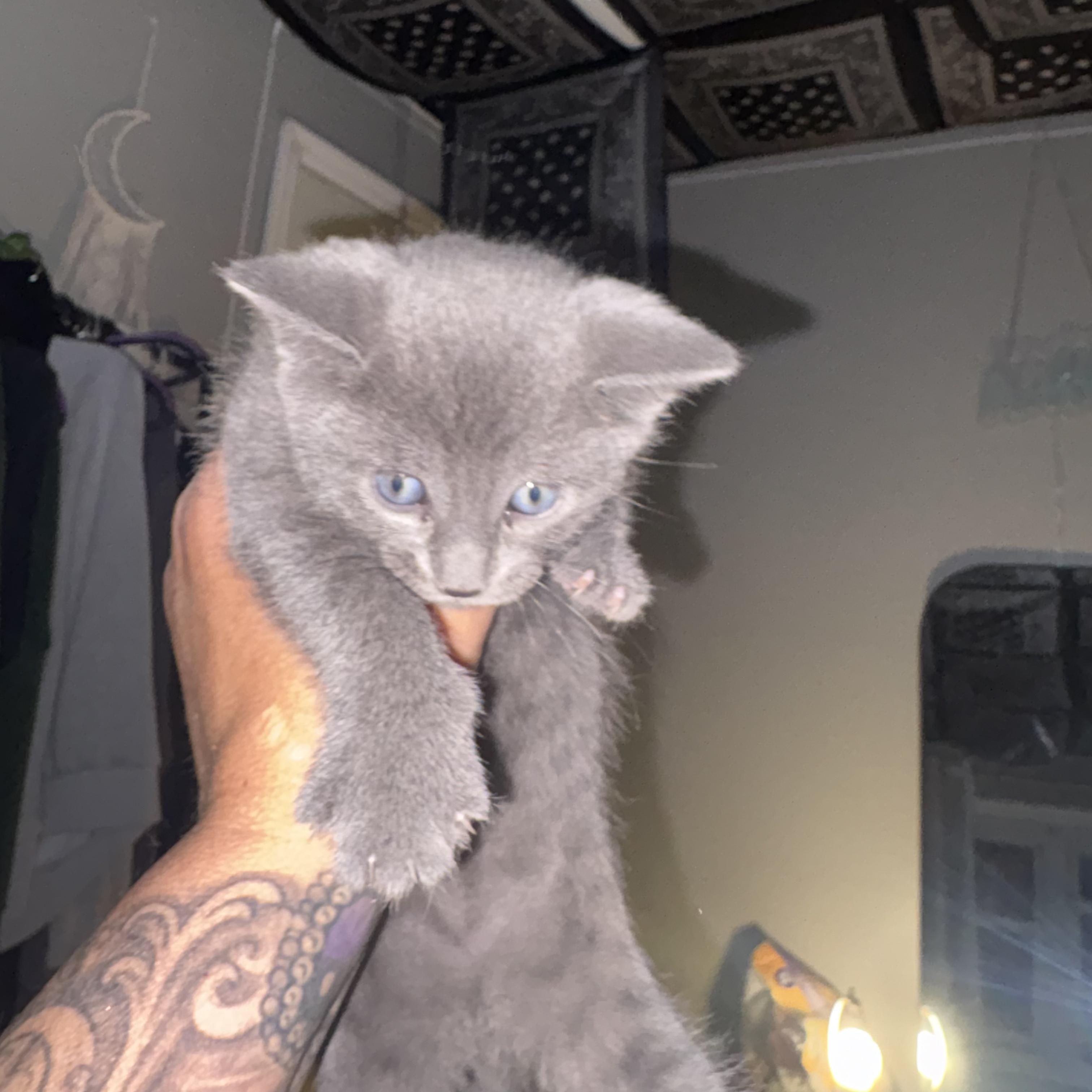 Kenshin, ADOPTABLE, Kitten Male Domestic Short Hair.