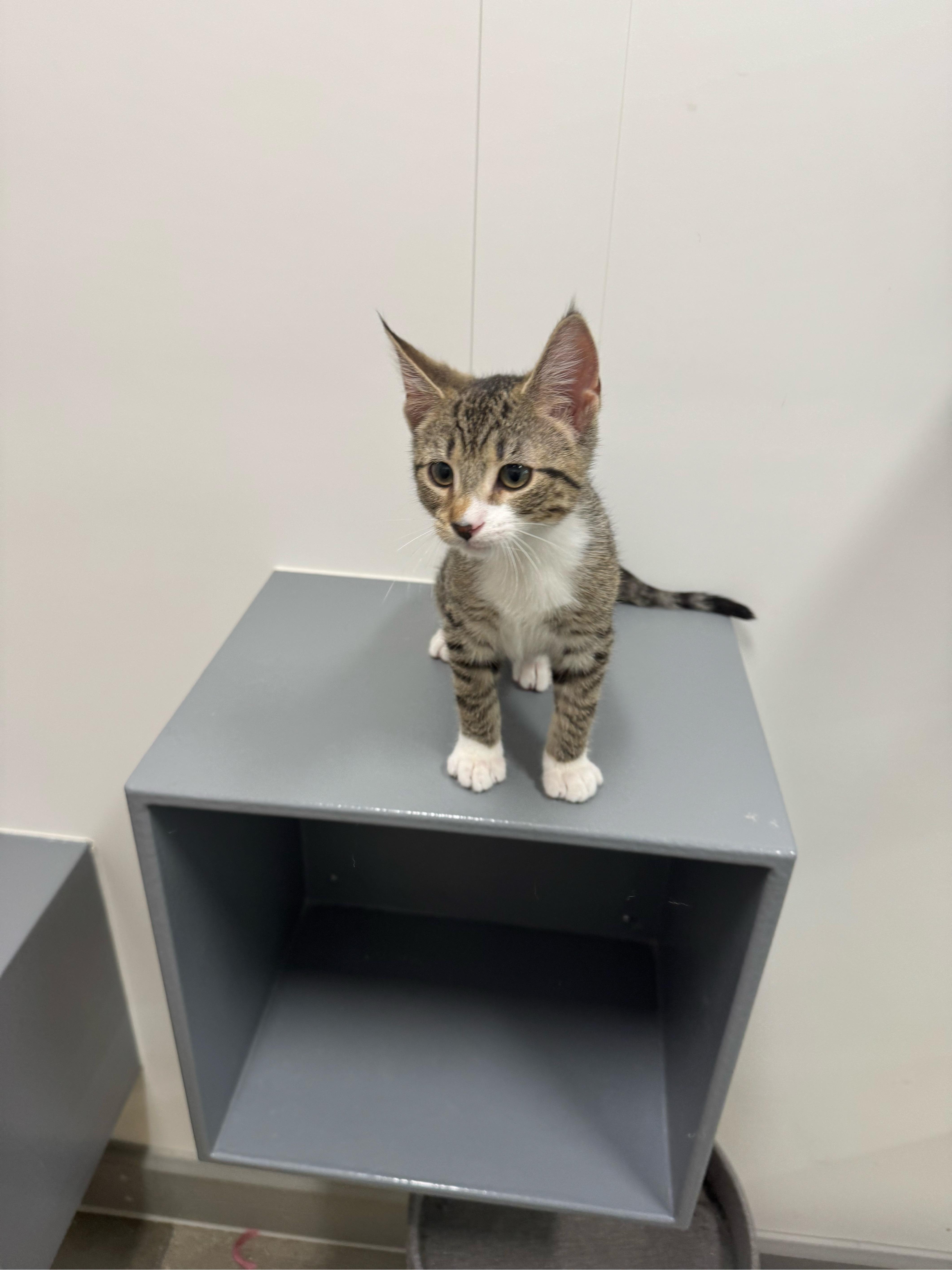 Ollie, Adopted, Kitten Male Domestic Short Hair.