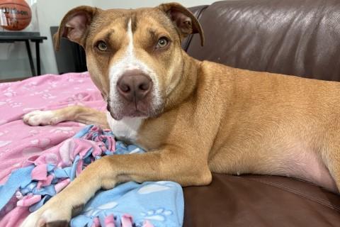 Enlarge Shara, a Adoptable mixed breed in Chicago, IL image 3/6