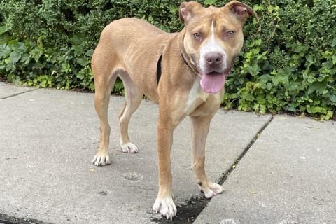 Enlarge Shara, a Adoptable mixed breed in Chicago, IL image 4/6