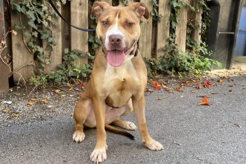 Enlarge Shara, a Adoptable mixed breed in Chicago, IL image 5/6