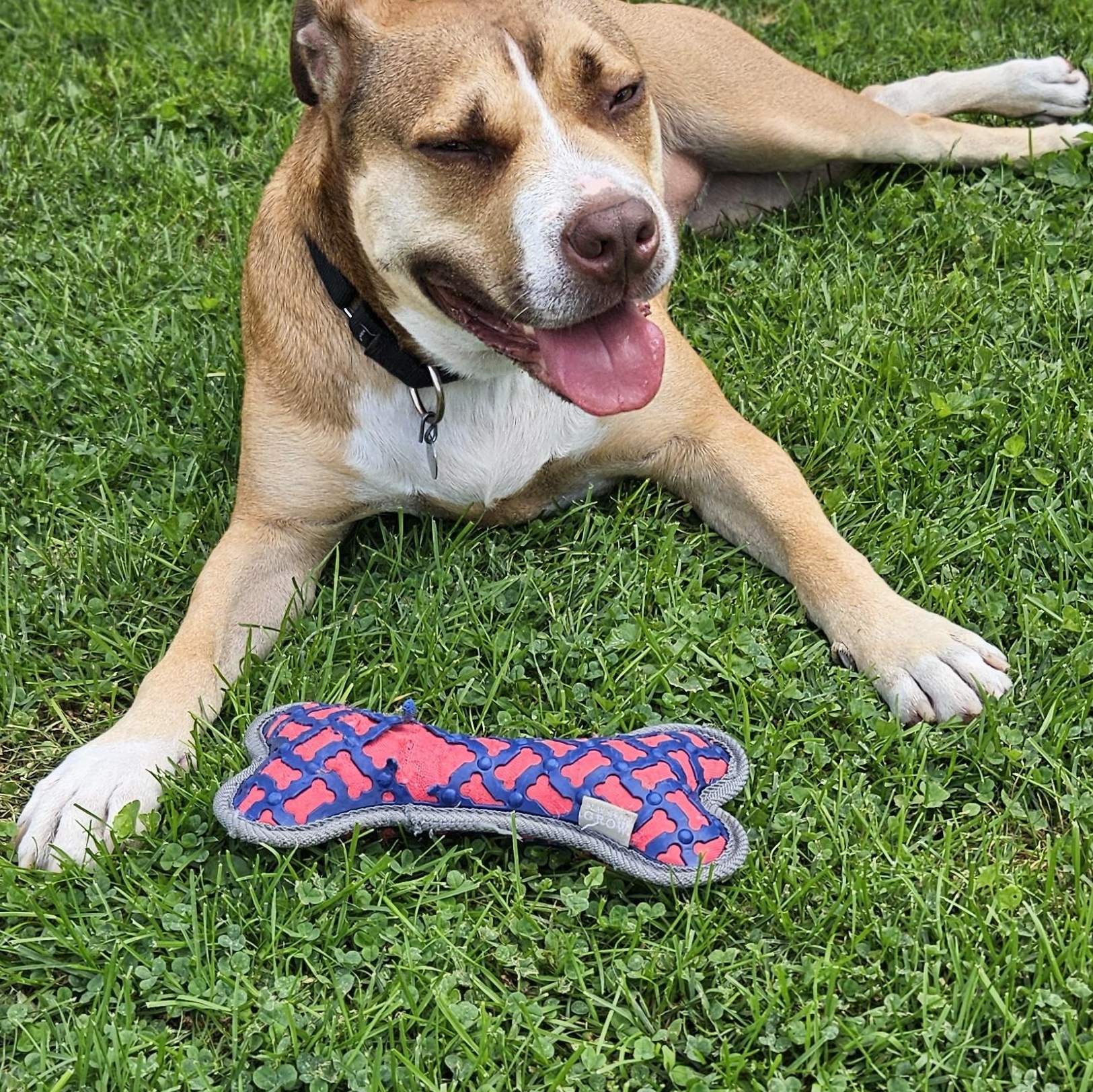 Enlarge Shara, a Adoptable mixed breed in Chicago, IL image 4/5