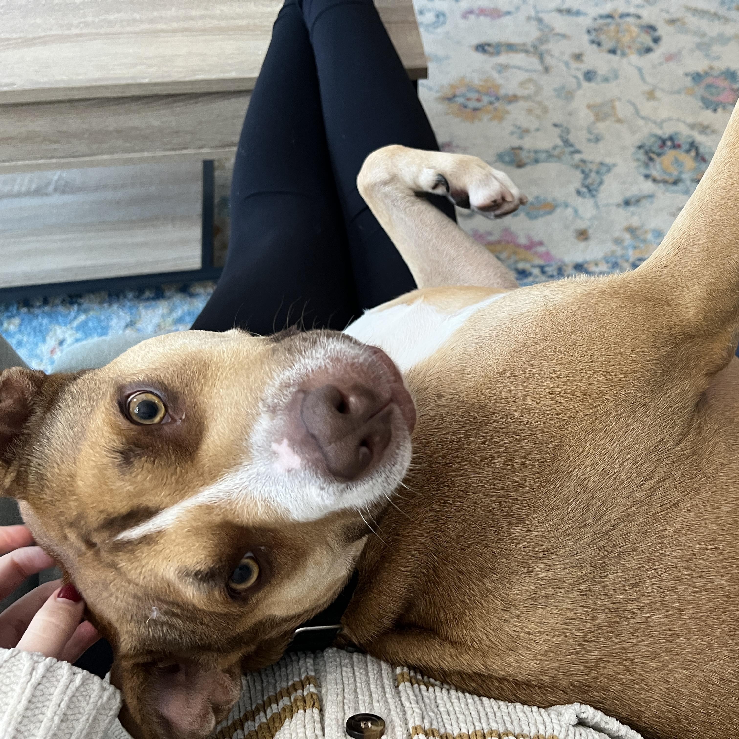 Enlarge Shara, a Adoptable mixed breed in Chicago, IL image 2/6