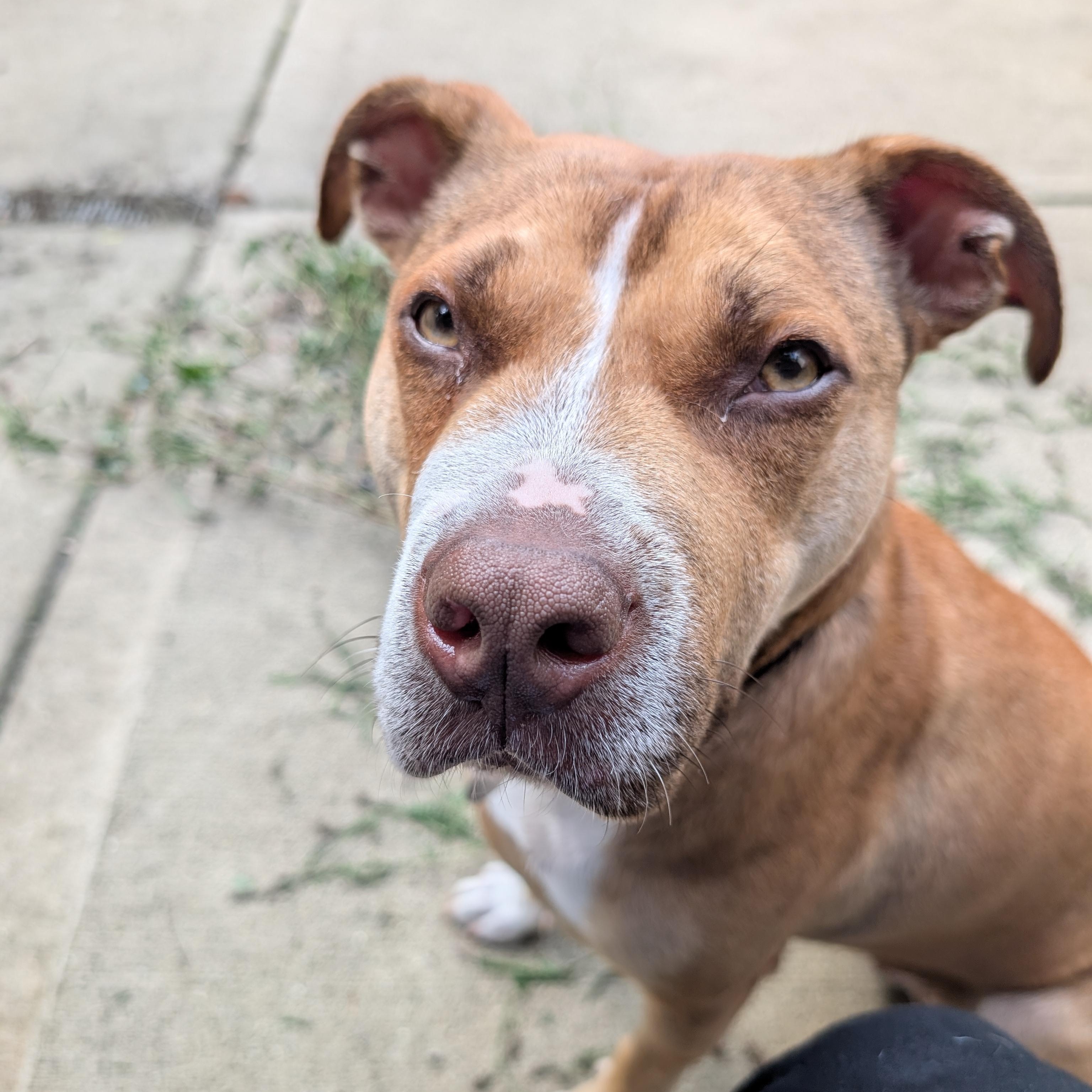 Enlarge Shara, a Adoptable mixed breed in Chicago, IL image 1/5