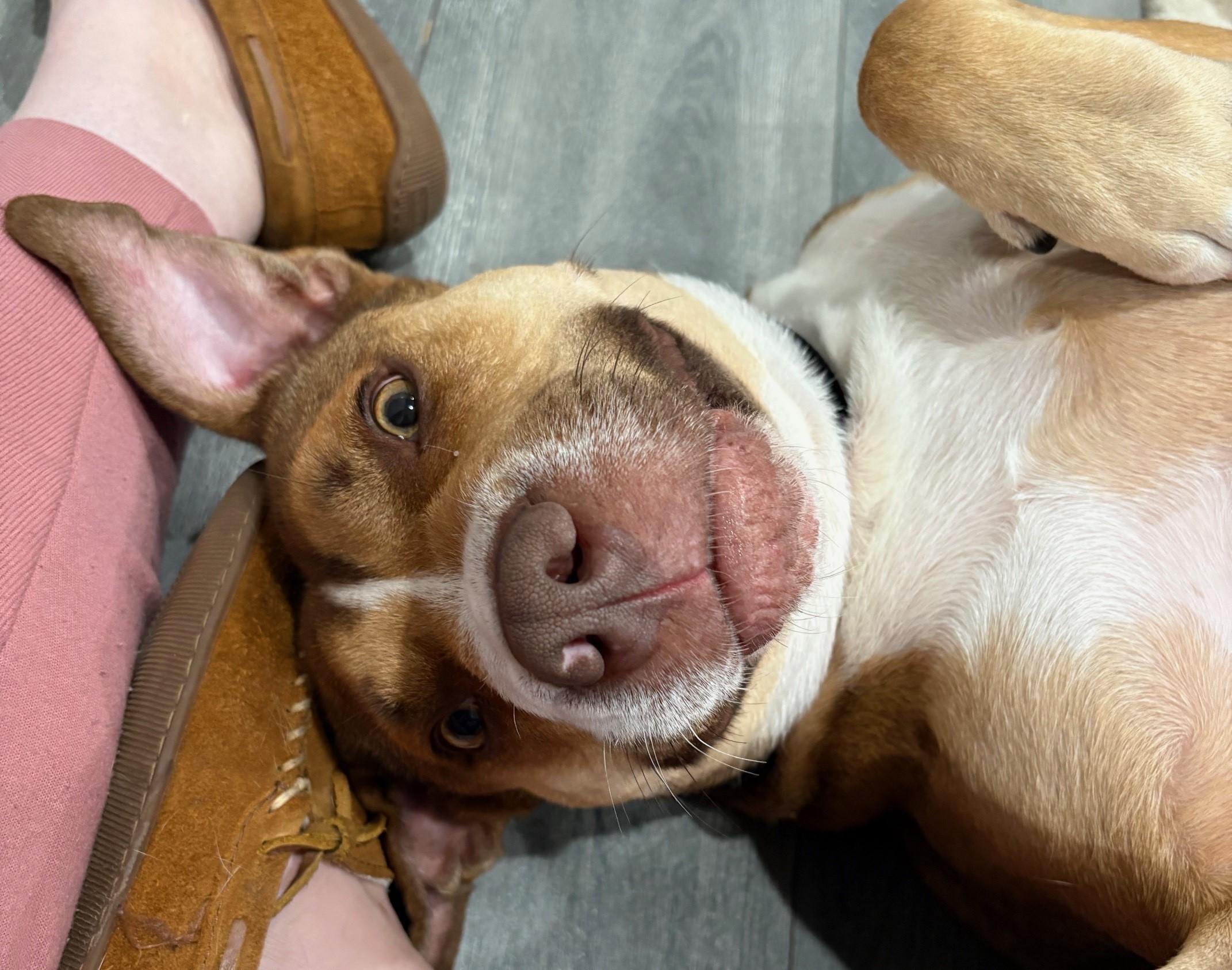 Enlarge Shara, a Adoptable mixed breed in Chicago, IL image 6/6